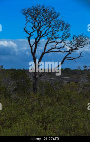 Ein sich wiegender Baum vom Life of the Marsh Trail, der sich um ein Sumpfgebiet an der Bucht im Assateague Island National Seashore schlenft. Stockfoto