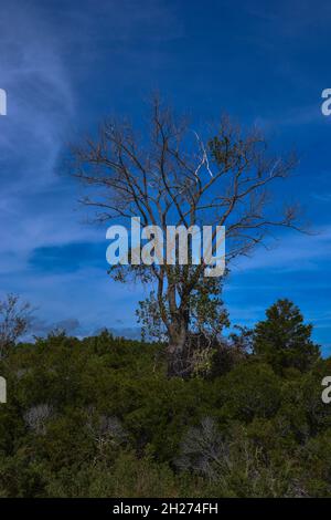 Ein sich wiegender Baum vom Life of the Marsh Trail, der sich um ein Sumpfgebiet an der Bucht in Assateague Island National Seashore, Berlin, Maryland, schlengt. Stockfoto