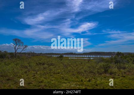 Ein isolierter Baum steht unter blauem Himmel und wirbelnden Wolken in der Nähe des Life of the Marsh Trail, einer erhöhten hölzernen Promenade, die um eine Baysi führt Stockfoto