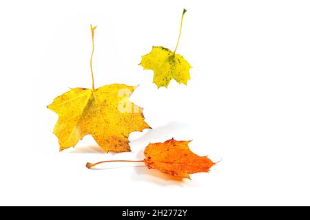 Drei bunte Herbstblätter eines Ahornbaums fallen herunter, isoliert mit kleinen Schatten auf weißem Hintergrund, saisonale Grußkarte, Kopierraum, sele Stockfoto