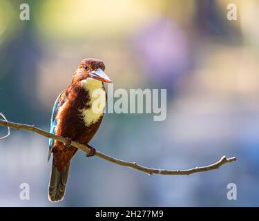 Weißer Eisvögel, der nach dem Essen auf einem Baum streichelte Stockfoto