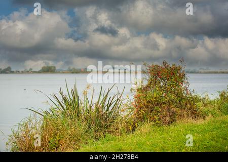 Nahaufnahme von Hondsroos, Rosa canina, voller Hagebutten am Ufer des Wijde AA und Deich des Plaspolders in Woubrugge mit Wasser und schwerer grauer Wolke Stockfoto
