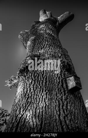 Schwarz-weißes Bild von Alter Eiche minus Äste, aber schöner Rindenstamm mit angeschlossenem Vogelkasten. Keine Personen. Stockfoto