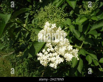 Holunderblüten im Frühling - die bekannteste Holunderart ist der Schwarze Holunder, der im heutigen Sprachgebrauch meistgekürt als „Holunder“, in N Stockfoto