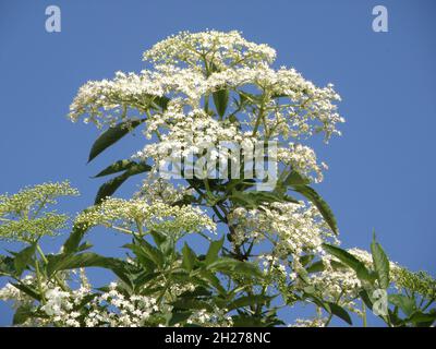 Holunderblüten im Frühling - die bekannteste Holunderart ist der Schwarze Holunder, der im heutigen Sprachgebrauch meistgekürt als „Holunder“, in N Stockfoto