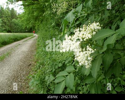 Holunderblüten im Frühling - die bekannteste Holunderart ist der Schwarze Holunder, der im heutigen Sprachgebrauch meistgekürt als „Holunder“, in N Stockfoto