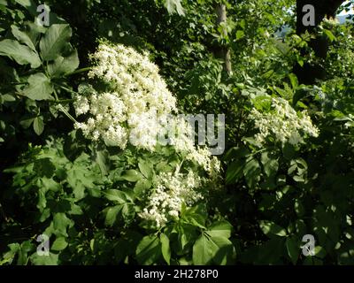 Holunderblüten im Frühling - die bekannteste Holunderart ist der Schwarze Holunder, der im heutigen Sprachgebrauch meistgekürt als „Holunder“, in N Stockfoto