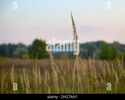 Trockenes Gras auf der Abendwiese Stockfoto