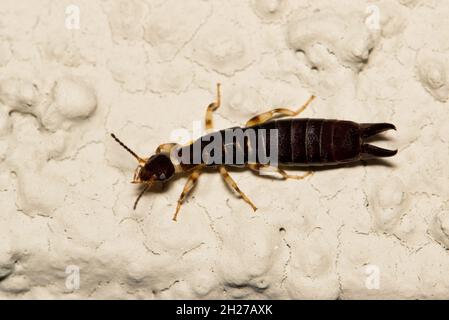 Ringlegged Earwig (Euborellia annulipes) weibliche Rückenansicht auf einem Gebäude außen in Houston, TX. Stockfoto