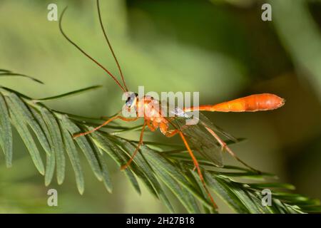 Ichneumonwespe (Enicospilus) auf einem Blatt, ventrale Ansicht. Gewöhnliches Parasitoid, das Eier auf Wirtsinsekten legt und deren Larven sich auf den Wirt ernähren. Stockfoto