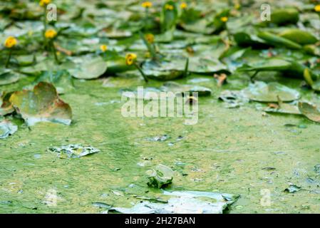 Schmutziges Wasser in einem Stausee der Stadt. Blühende Algen und industrielles Abwasser. Schmutziges Wasser im Stadtfluss. Stockfoto