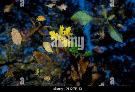 Englische Eiche, süße Kastanien- und Buchenblätter, die in einem Waldteich schwimmen. Stockfoto