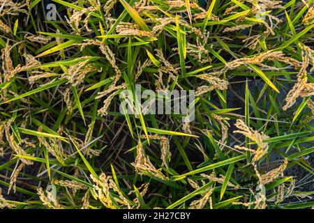 Draufsicht auf Reissamen zwischen den Blättern auf dem Feld. Naturpark Albufera in Valencia, Spanien. Stockfoto