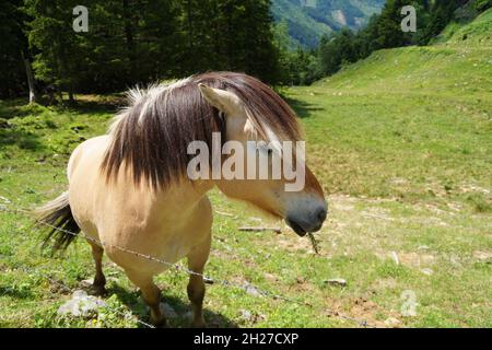 Ein schönes Pony an einem sonnigen Sommertag in den österreichischen Alpen der Region Schladming-Dachstein (Österreich) Stockfoto