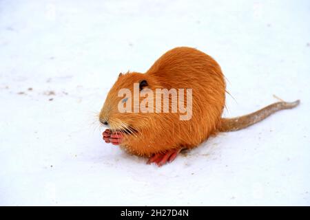 Tiere im Winter. Süße Nutria mit langem gelben Fell, Ottern und Sumpfbbern fressen im Schnee am Fluss. Wasserratte, Bisamratte sitzt auf dem Schnee Stockfoto