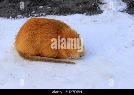 Tiere im Winter. Süße Nutria mit langem gelben Fell, Ottern und Sumpfbbern fressen im Schnee am Fluss. Wasserratte, Bisamratte sitzt auf dem Schnee Stockfoto