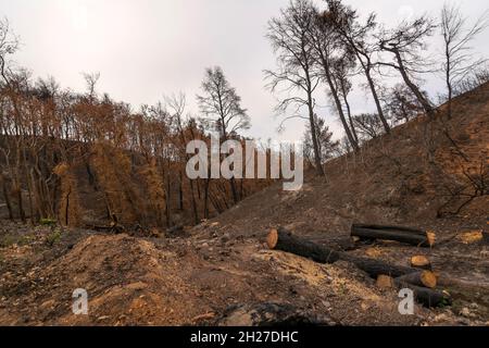 Verbrannter Wald in Attica, Griechenland, nach den Buschfeuern auf dem Berg Parnitha und den Bezirken Varympompi und Tatoi Anfang August 2021. Der Eichenwald Stockfoto