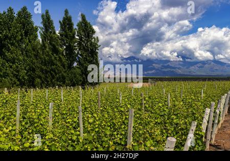 Weinberg im Uco-Tal in der Nähe von Mendoza, Argentinien Stockfoto