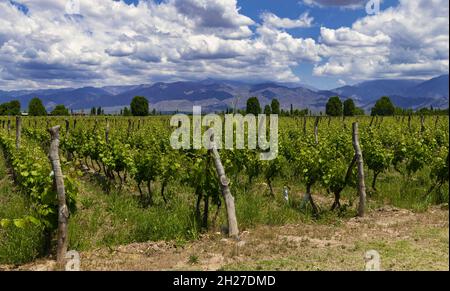 Weinberg im Uco-Tal in der Nähe von Mendoza, Argentinien Stockfoto