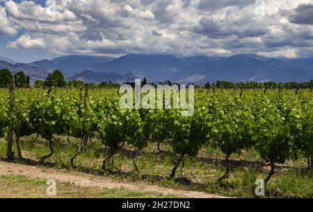 Weinberg im Uco-Tal in der Nähe von Mendoza, Argentinien Stockfoto