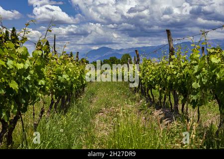 Weinberg im Uco-Tal in der Nähe von Mendoza, Argentinien Stockfoto