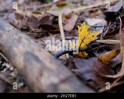 Geleepilz - gelber Stagshorn (Calocera ccosa) wächst auf Waldboden, der von Strandblättern bedeckt ist Stockfoto