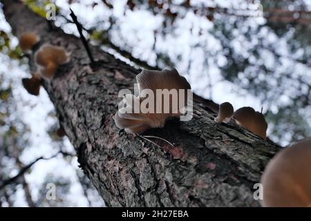 Weißes Holz zersetzt parasitäre Pilze, die in einem Wald zu einer Kiefer wachsen Stockfoto