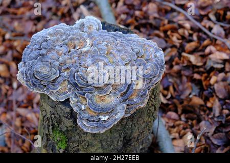 Ein Haufen graues und bläuliches Holz zersetzt Pilze, die auf einem Stumpf in einem Strandwald wachsen Stockfoto