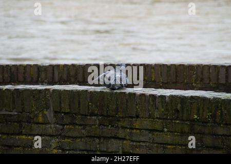 Ein schönes Taubenpaar sitzt auf einer Steinbrücke in der deutschen Stadt Ulm Stockfoto