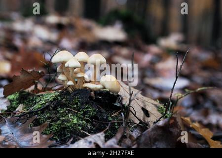 Ein Haufen beigefarbener Pilze wächst im Herbstwald auf einem Boden, der von braunen Blättern umgeben ist Stockfoto