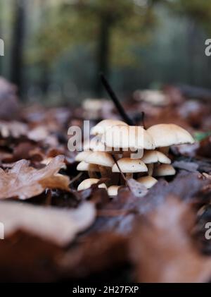 Ein Haufen beigefarbener Pilze wächst im Herbstwald auf einem Boden, der von braunen Blättern umgeben ist Stockfoto