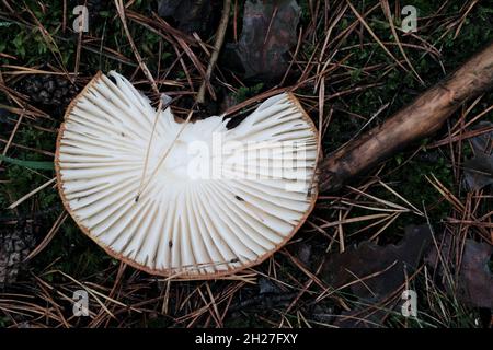 Pilzmütze, die auf dem Kopf auf Waldboden liegt Stockfoto