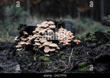 Großer Haufen beiger Pilze wächst auf dem Baumstumpf im Herbstwald Stockfoto