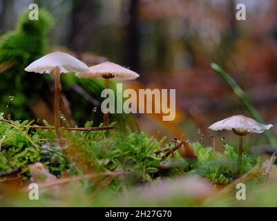 Drei kleine, zerbrechlich aussehende Pilze, die in grünem Moos wachsen und von Nacktschnecken gefressen werden Stockfoto