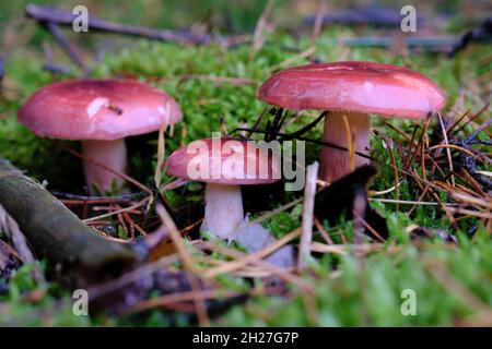 Drei frische rosa Russula-Pilze, die im grünen Moos im Wald wachsen Stockfoto