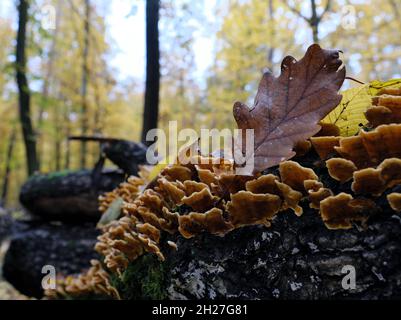 Ein Haufen Orangenholz zersetzt Pilze, die auf einem gefallenen Baumstamm im Herbstwald wachsen Stockfoto