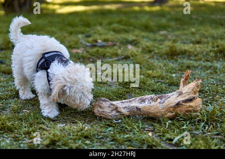 WEISSER POODLE WELPE MIT SCHWARZEM GESCHIRR SCHNÜFFELT EINEN BAUMSTAMM AUF DEM GRAS. KLEINER HUND. HORIZONTAL Stockfoto