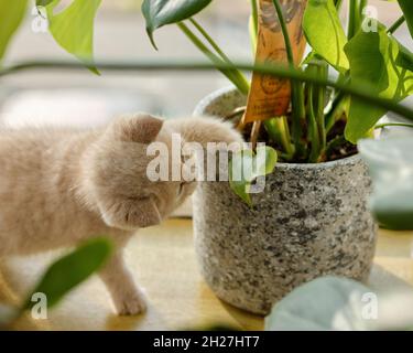 Ein süßes flauschiges Kätzchen steckt seine Pfote in einen Topf mit einer Monstera deliciosa Pflanze Stockfoto