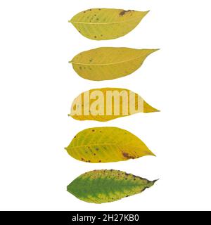 Isolierte Blätter. Sammlung von bunten Herbst Blätter fallen isoliert auf weißem Hintergrund Stockfoto