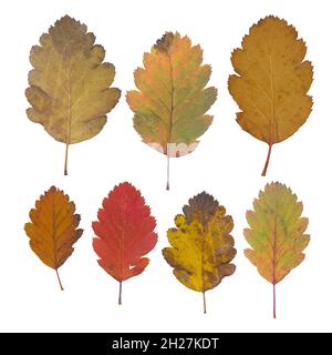 Isolierte Blätter. Sammlung von bunten Herbst Blätter fallen isoliert auf weißem Hintergrund Stockfoto