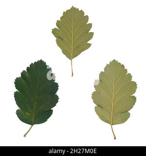 Isolierte Blätter. Sammlung von bunten Herbst Blätter fallen isoliert auf weißem Hintergrund Stockfoto