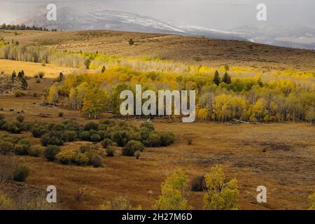 Herbstliche Landschaft voller farbenfroher Espen, die sich in ihren Farben ändern, mit Sturm, der über die Berge der Sierra Nevada hinüberrollt, reich an Farbe und Textur. Stockfoto