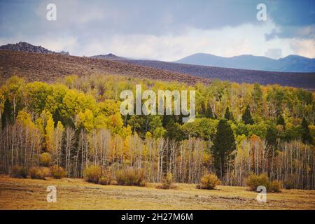 Herbstliche Landschaft voller farbenfroher Espen, die sich in ihren Farben ändern, mit Sturm, der über die Berge der Sierra Nevada hinüberrollt, reich an Farbe und Textur. Stockfoto