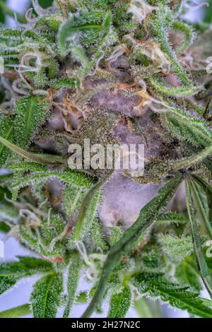 Detail einer Cannabispflanze, die von Botrytis-Schimmel isoliert auf Weiß betroffen ist