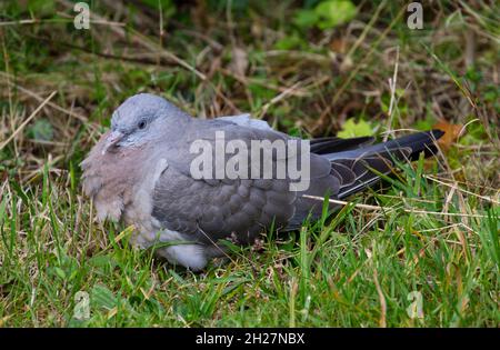 Ringeltaube Stockfoto