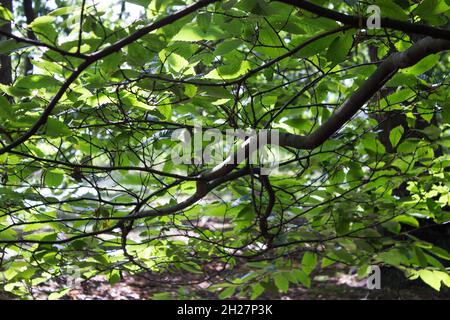 Licht durch die Blätter, Waldlandschaft, Baumrinde, Baumrinnen, Natur, Pflanzen, Forstwirtschaft, Äste, Grün, Blick in den Wald Stockfoto