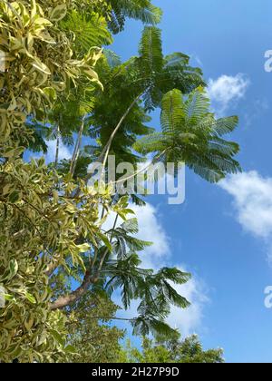 Grüne Blätter des banyan-Baumes mit Himmelshintergrund, Sommertag, Ficus annulata, grüner Naturbaum Stockfoto