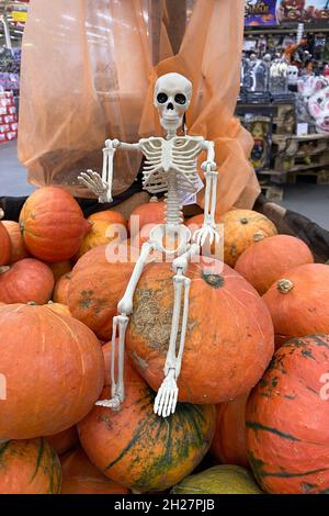 Fröhlicher Herbsturlaub halloween-Konzept, auf bunten Herbst orange Kürbisse sitzt Skelett auf schwarzem Hintergrund, Feiertagsdekoration Stockfoto