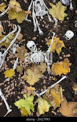 Schädel, Skelett und Blätter auf trockenem Boden dunklen Hintergrund, Konzept halloween, gruselige Geheimnis Hintergrund Stockfoto