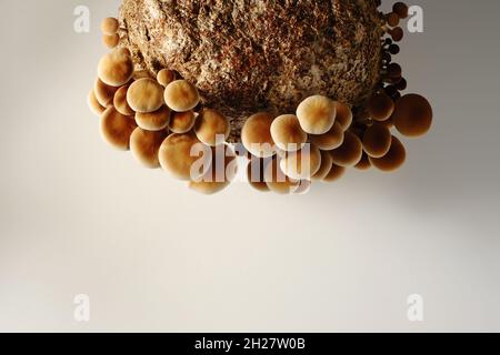 Honigpilze in der Pilzfarm wachsen in Gruppen zusammen. Pilzzucht. Mycel-Block der Cyclocybe aegerita (Yanagi-Matsutake), Draufsicht, Klo Stockfoto